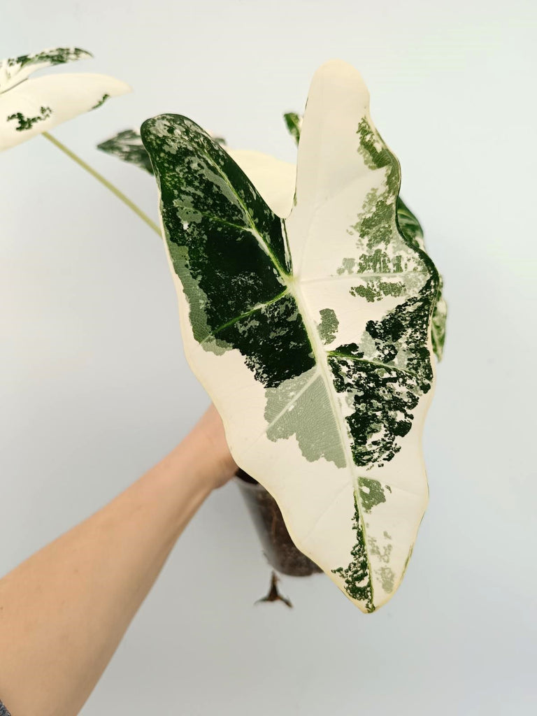 Alocasia micholitziana frydek variegata
