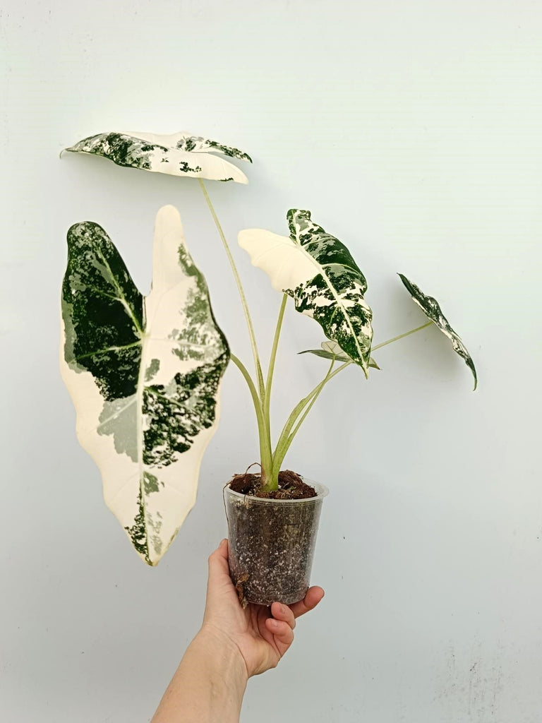 Alocasia micholitziana frydek variegata
