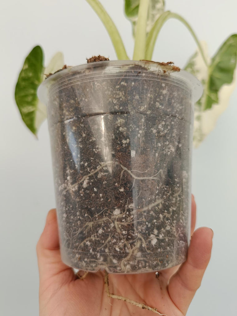 Alocasia micholitziana frydek variegata
