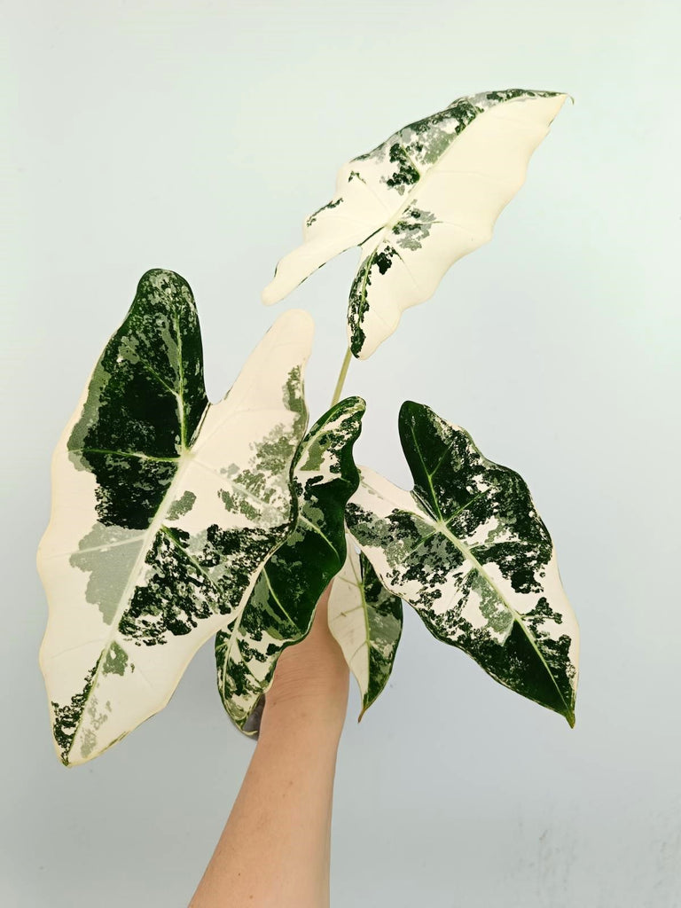 Alocasia micholitziana frydek variegata
