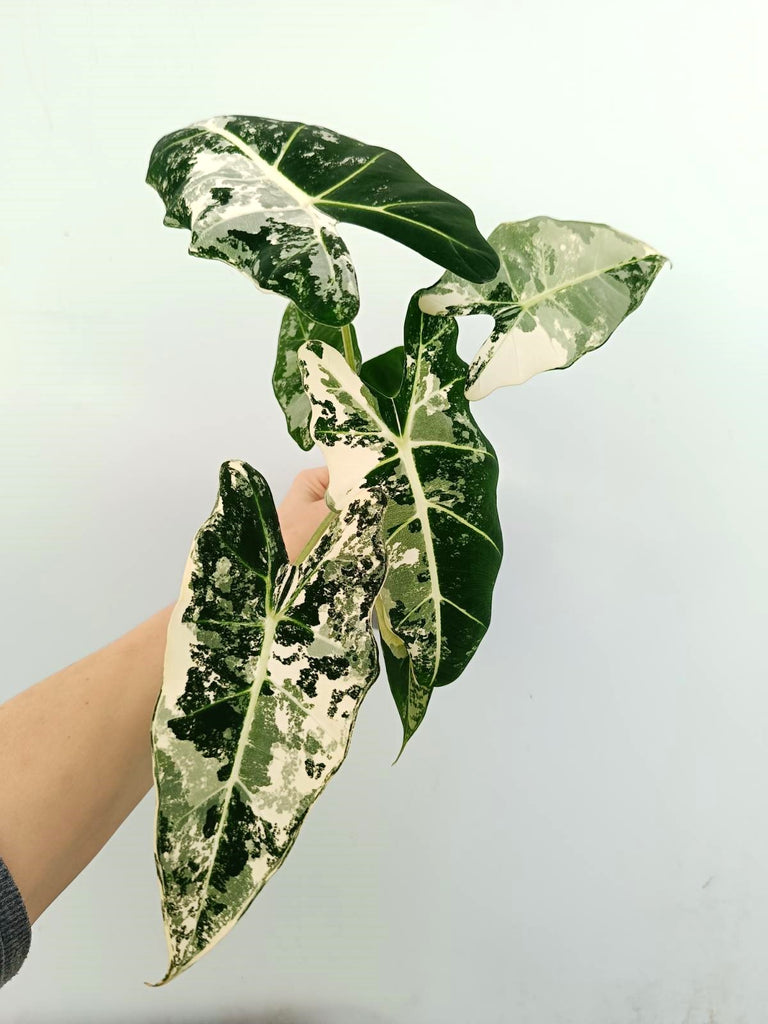 Alocasia micholitziana frydek variegata
