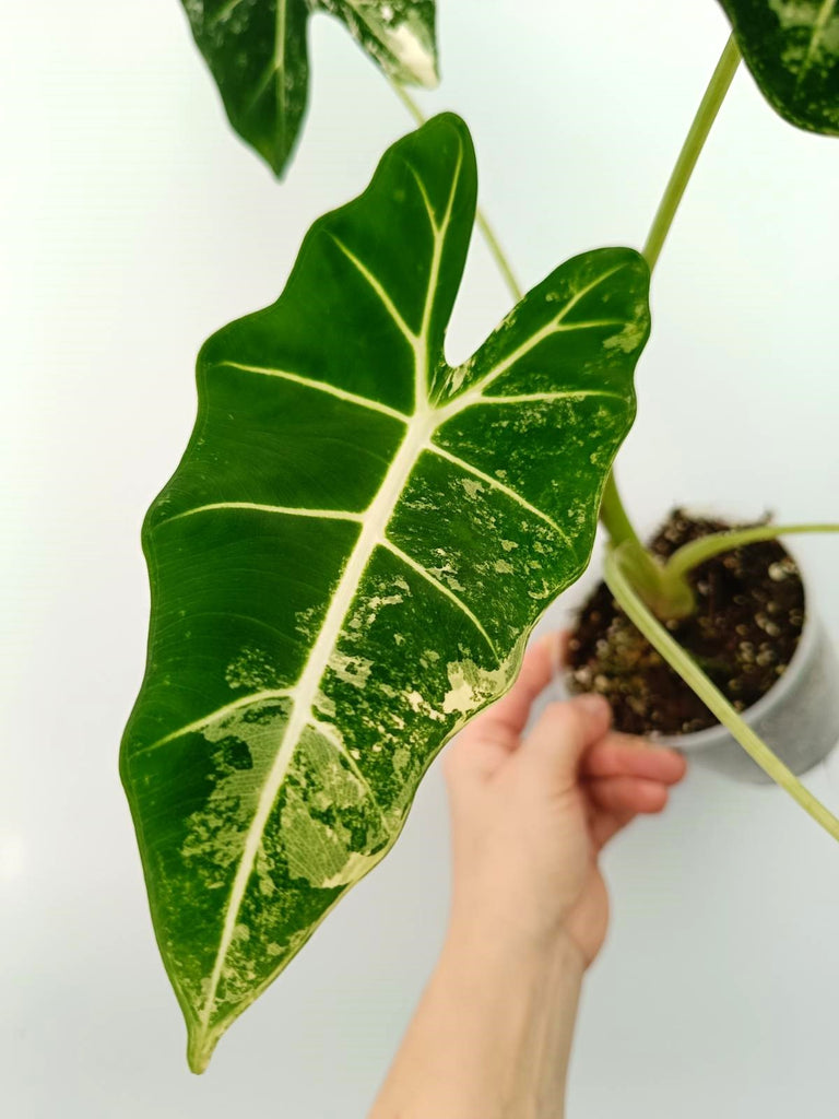 Alocasia micholitziana frydek variegata
