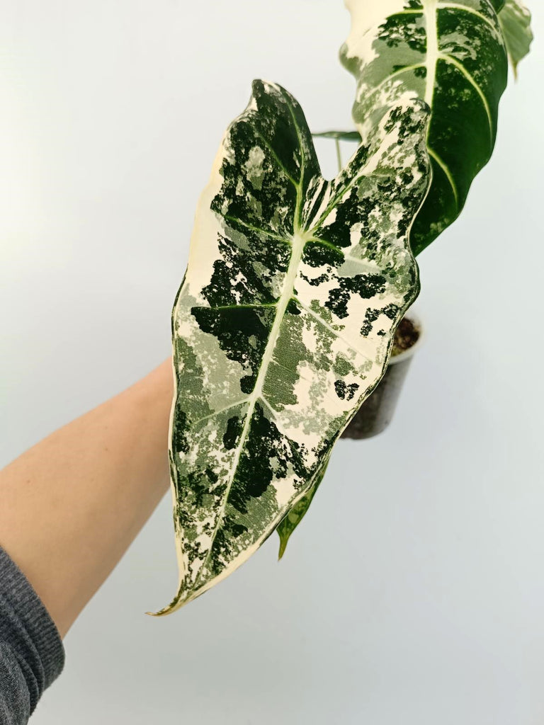 Alocasia micholitziana frydek variegata
