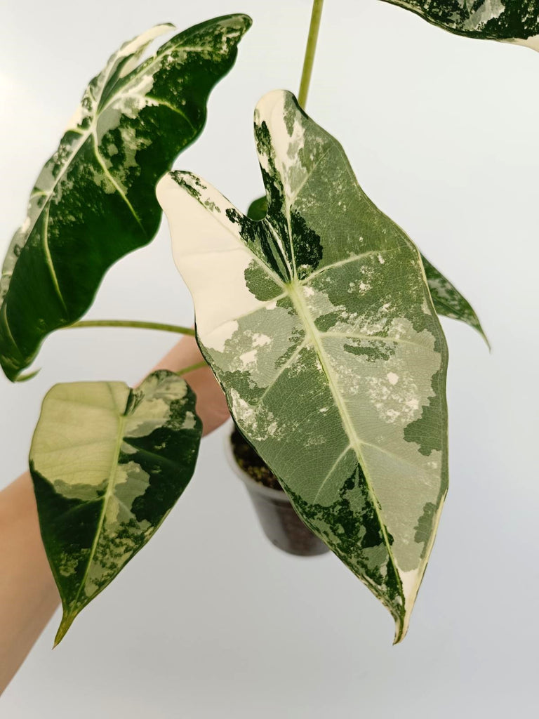 Alocasia micholitziana frydek variegata
