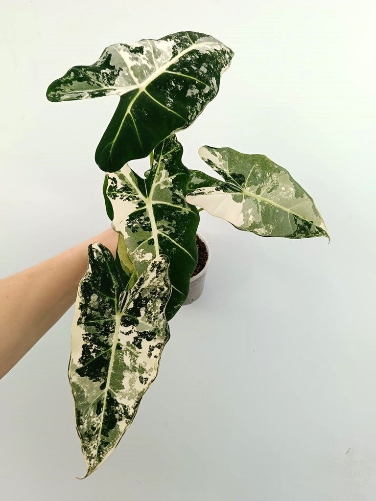 Alocasia micholitziana frydek variegata
