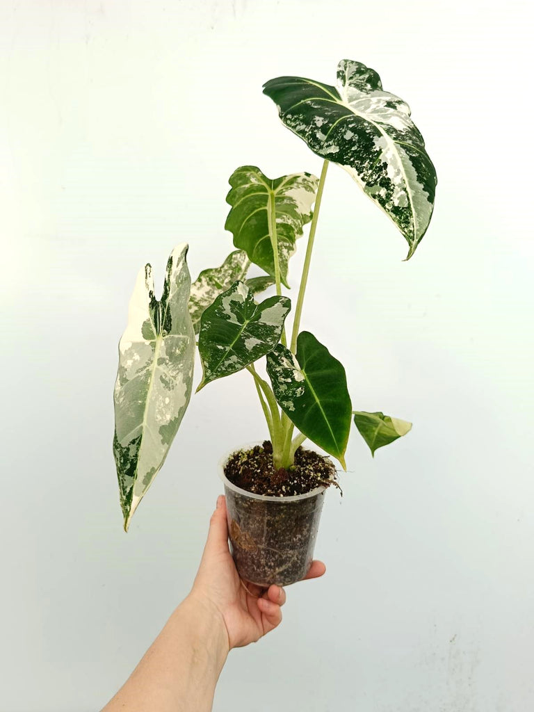 Alocasia micholitziana frydek variegata
