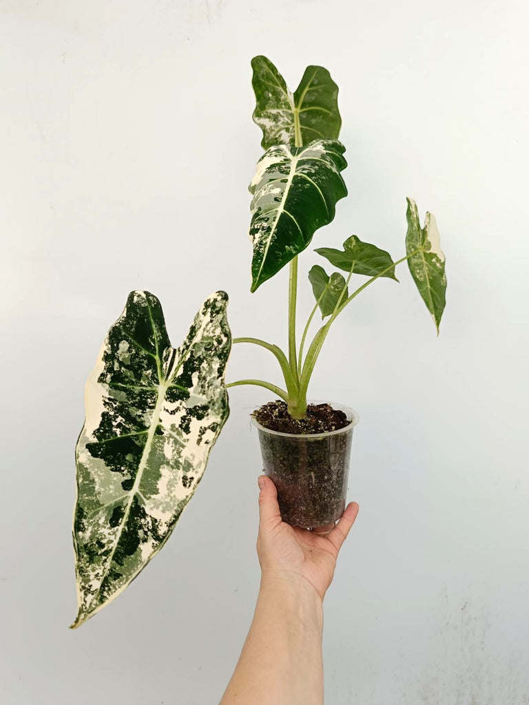 Alocasia micholitziana frydek variegata
