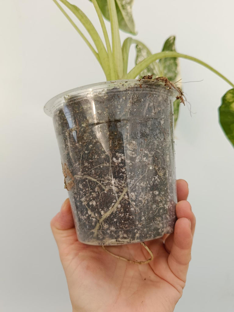 Alocasia micholitziana frydek variegata
