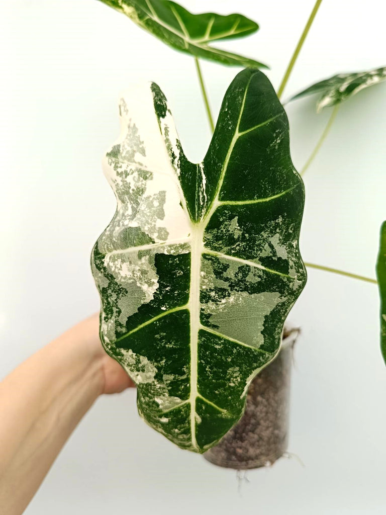 Alocasia micholitziana frydek variegata
