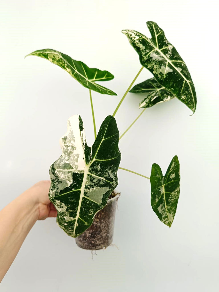 Alocasia micholitziana frydek variegata
