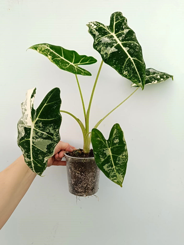 Alocasia micholitziana frydek variegata
