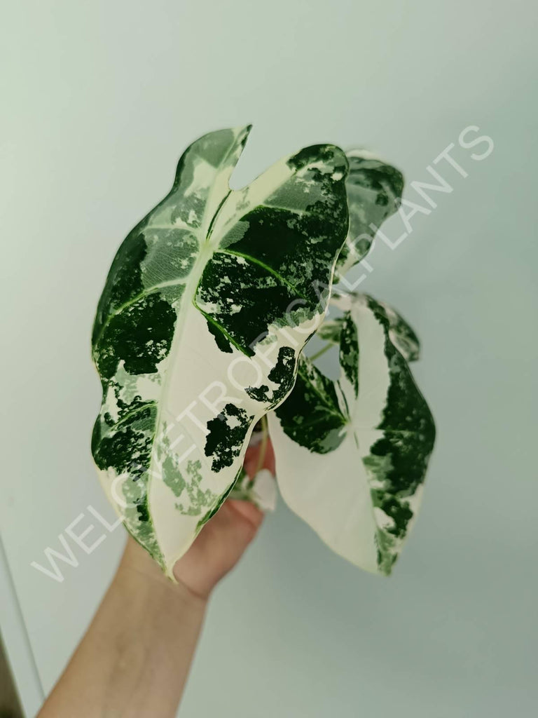 Alocasia micholitziana frydek variegata