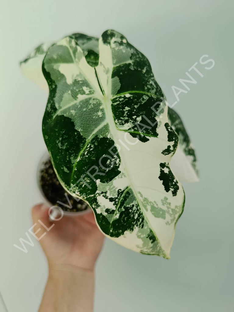 Alocasia micholitziana frydek variegata