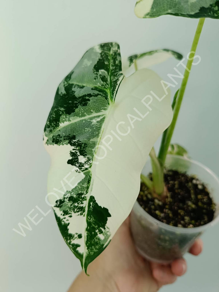 Alocasia micholitziana frydek variegata