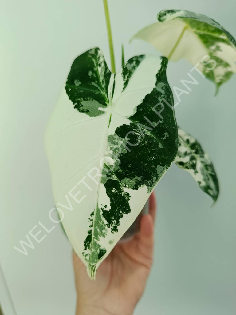 Alocasia micholitziana frydek variegata