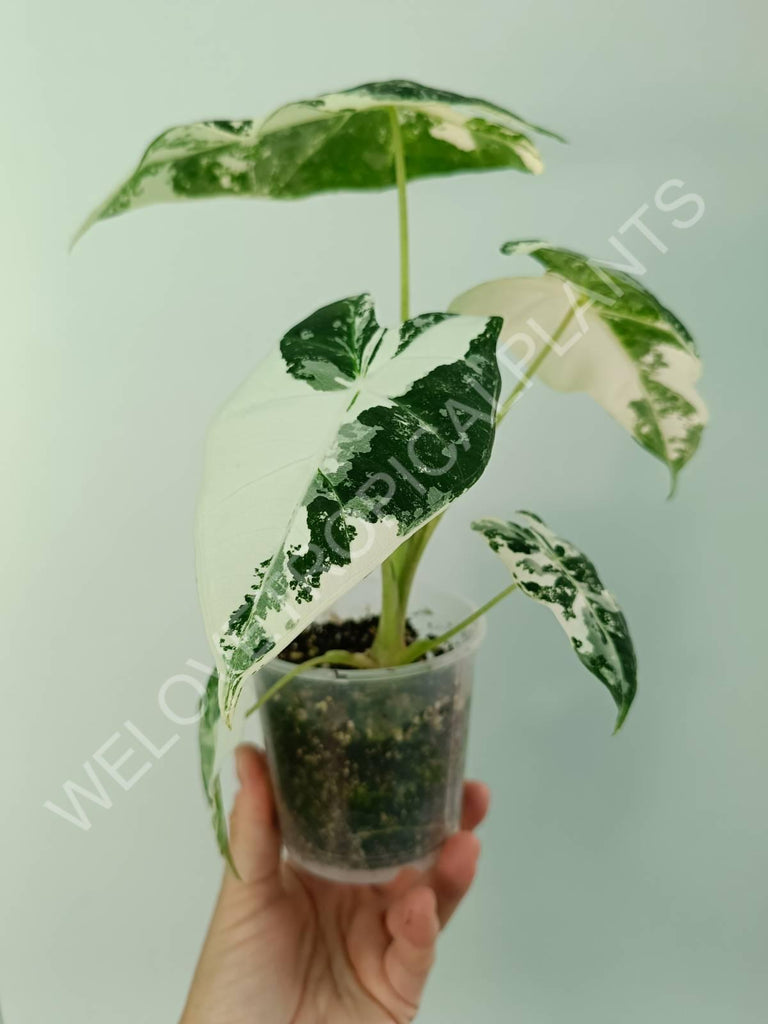 Alocasia micholitziana frydek variegata