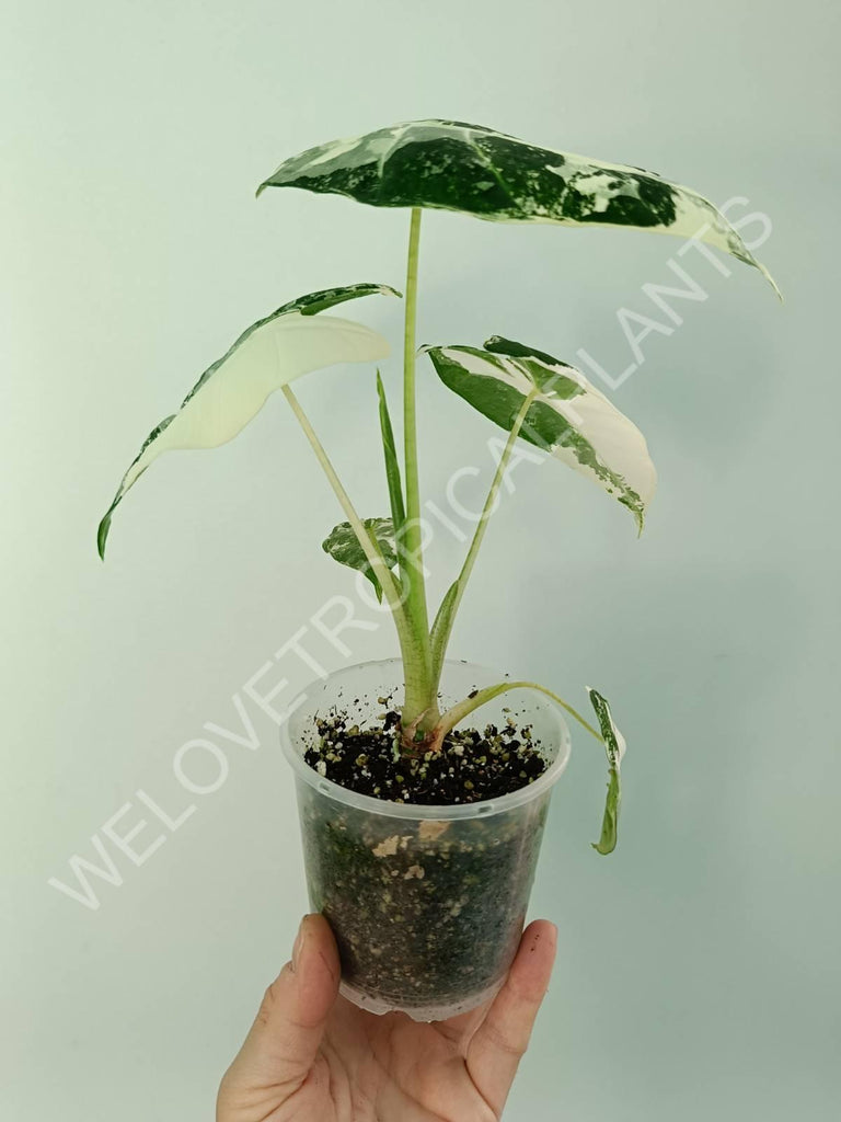 Alocasia micholitziana frydek variegata