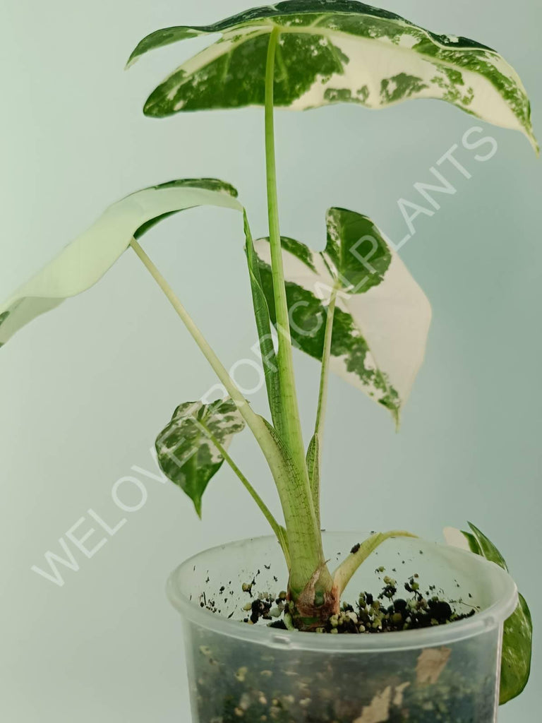 Alocasia micholitziana frydek variegata