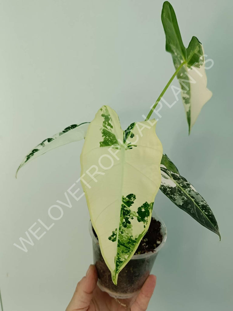 Alocasia micholitziana frydek variegata