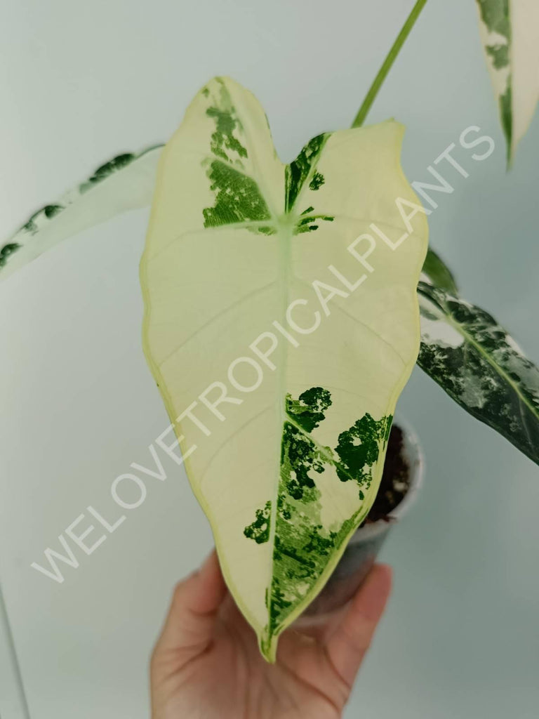 Alocasia micholitziana frydek variegata