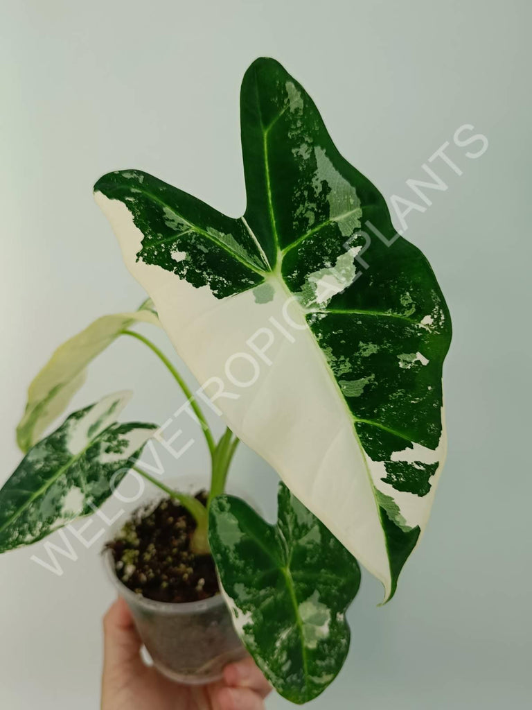 Alocasia micholitziana frydek variegata