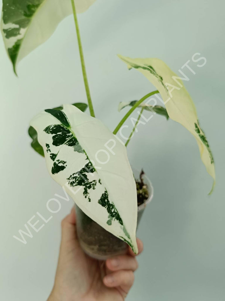 Alocasia micholitziana frydek variegata