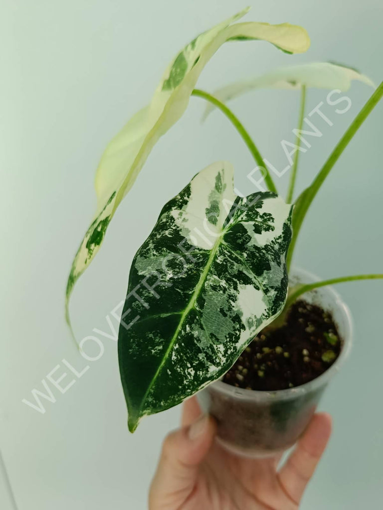 Alocasia micholitziana frydek variegata