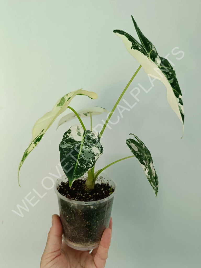 Alocasia micholitziana frydek variegata