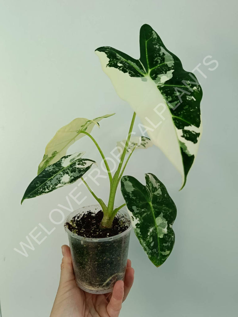 Alocasia micholitziana frydek variegata