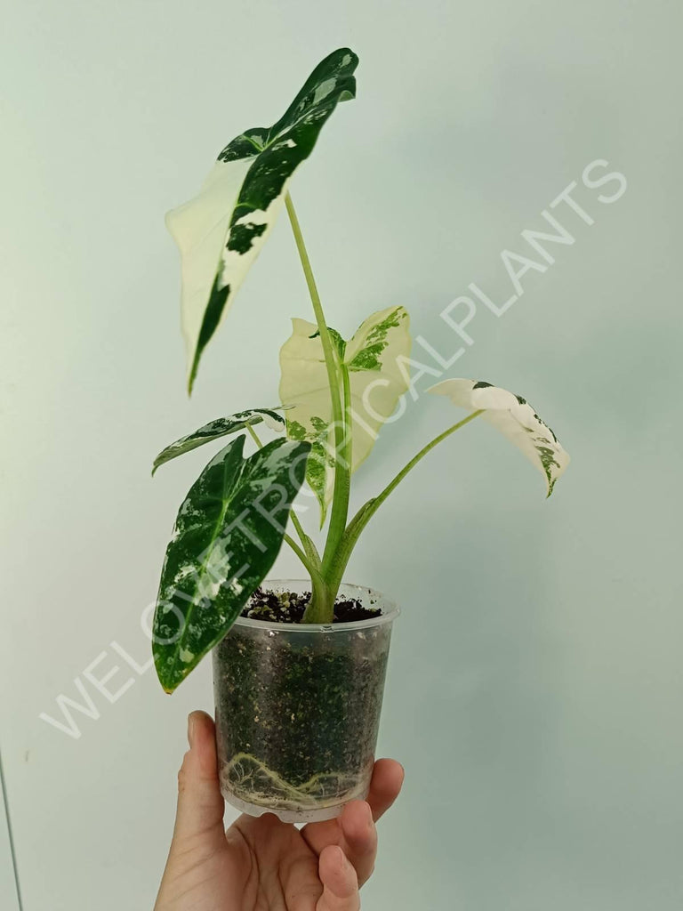 Alocasia micholitziana frydek variegata