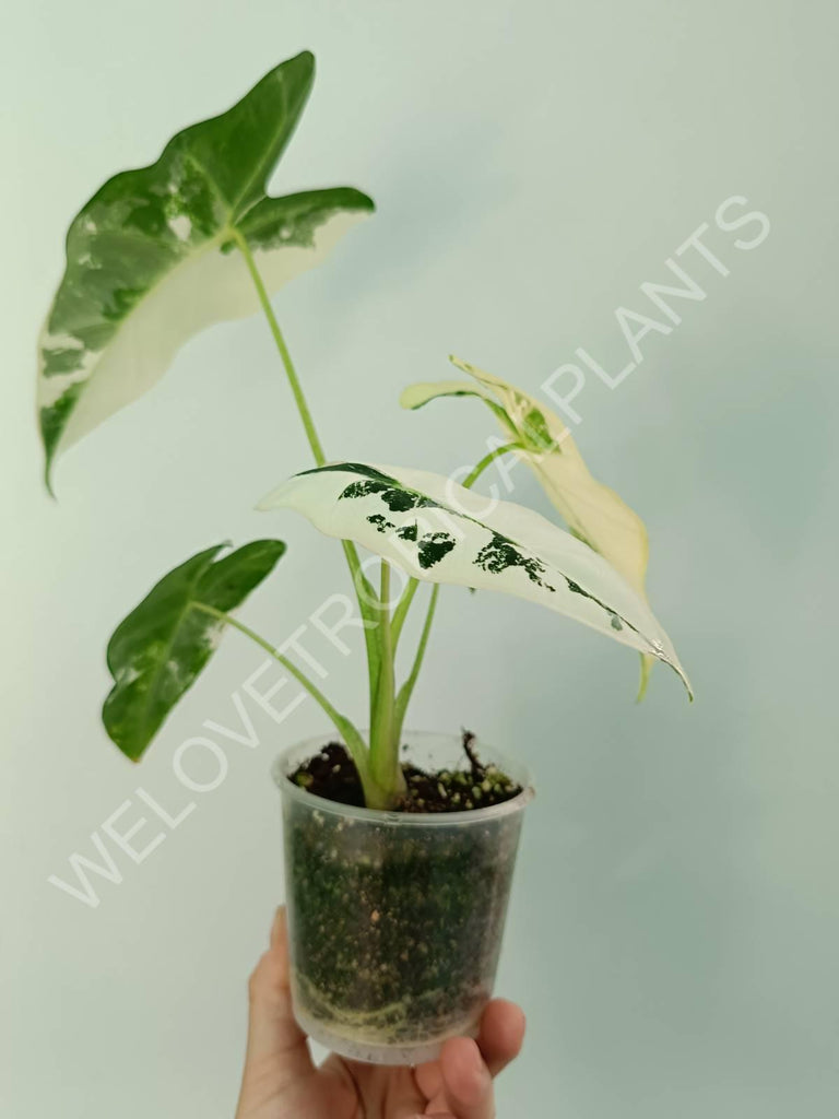 Alocasia micholitziana frydek variegata