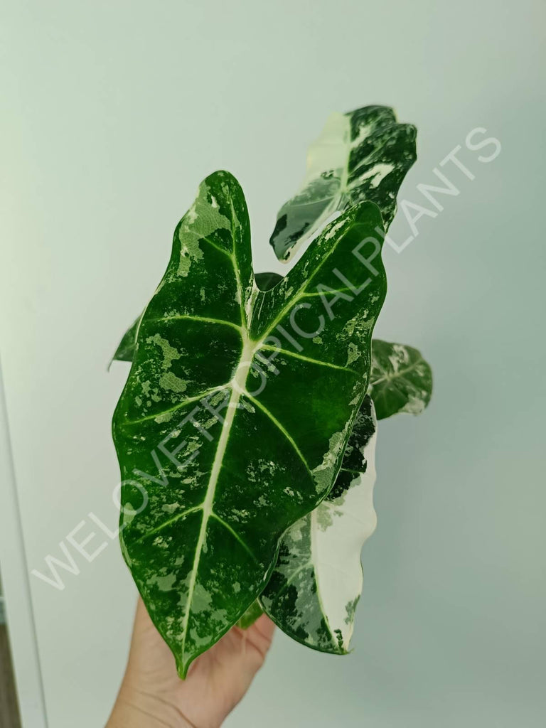 Alocasia micholitziana frydek variegata