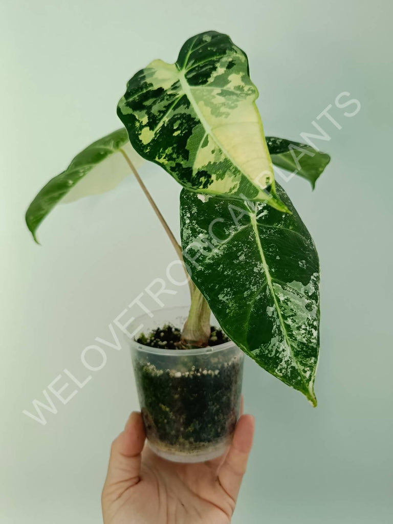 Alocasia micholitziana frydek variegata
