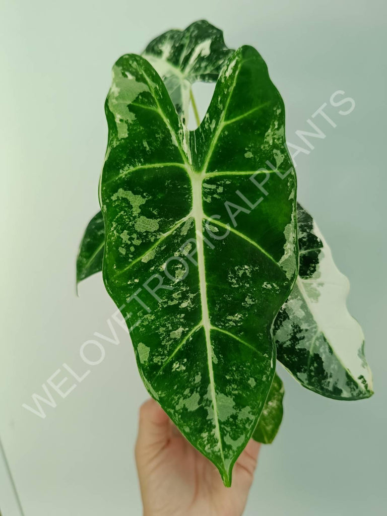 Alocasia micholitziana frydek variegata