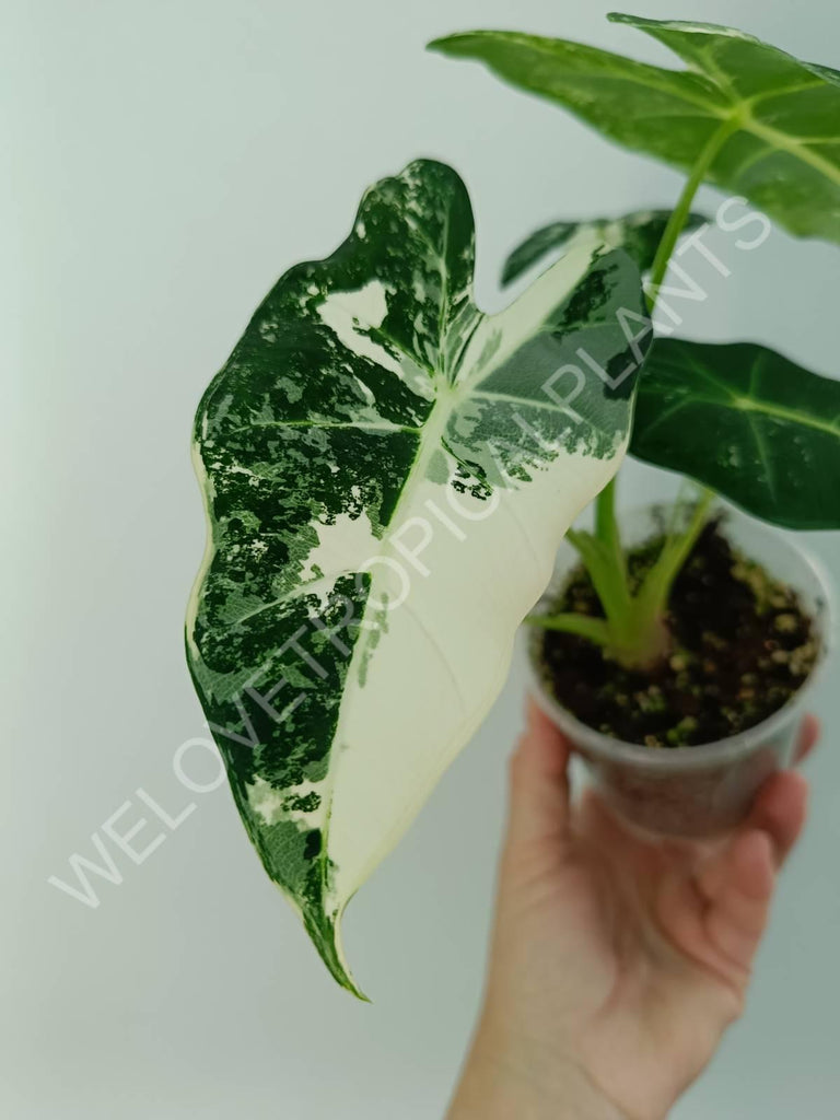 Alocasia micholitziana frydek variegata