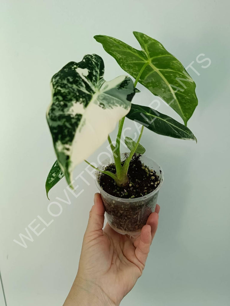 Alocasia micholitziana frydek variegata