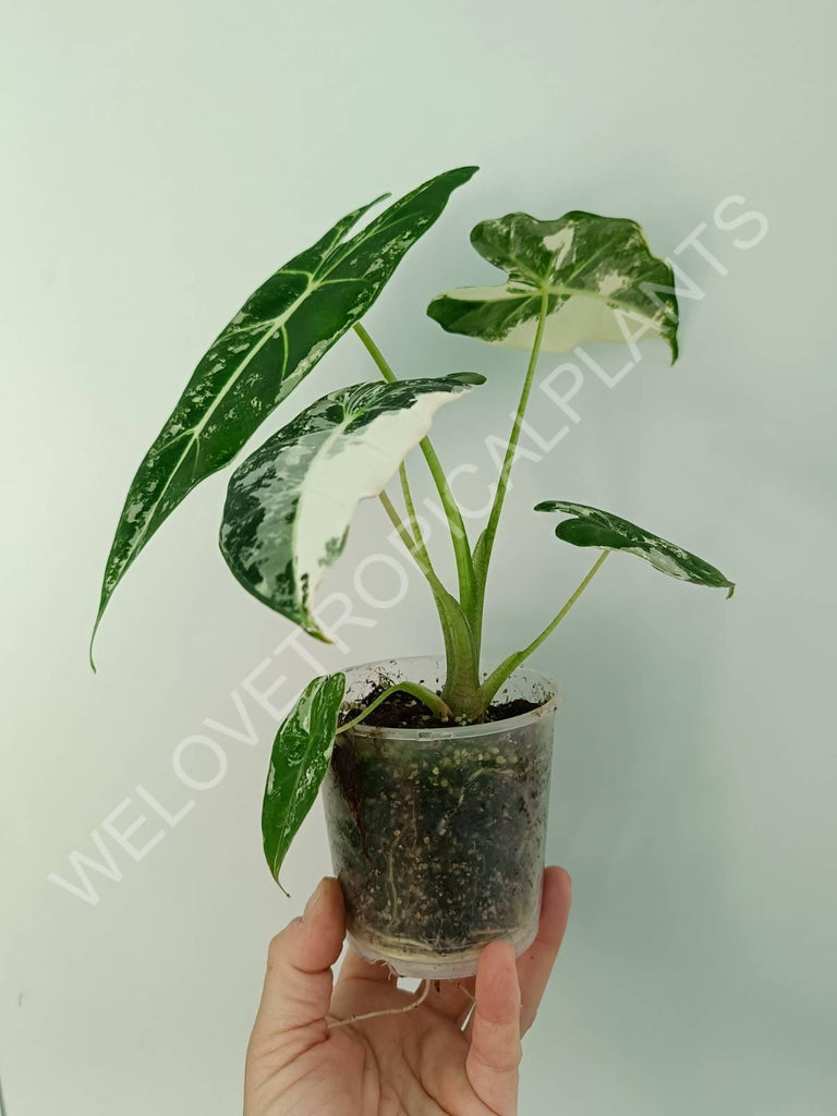 Alocasia micholitziana frydek variegata