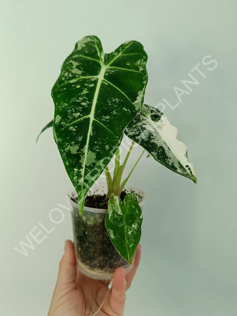 Alocasia micholitziana frydek variegata