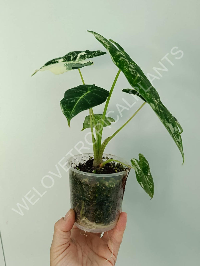 Alocasia micholitziana frydek variegata