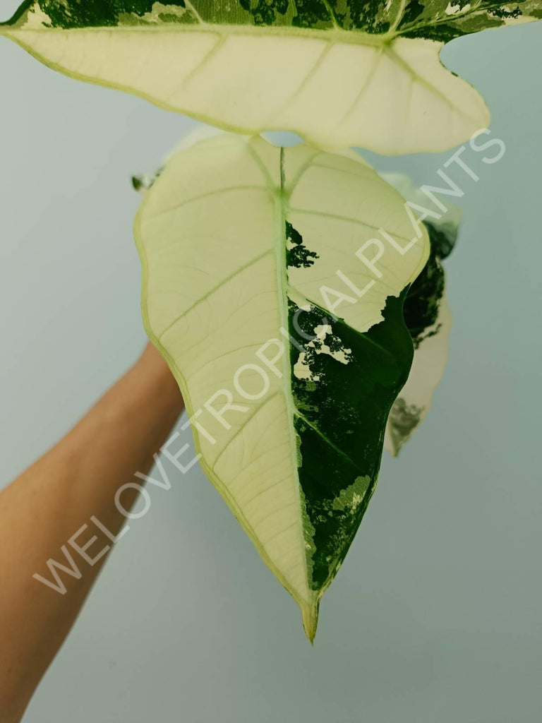 Alocasia micholitziana frydek variegata