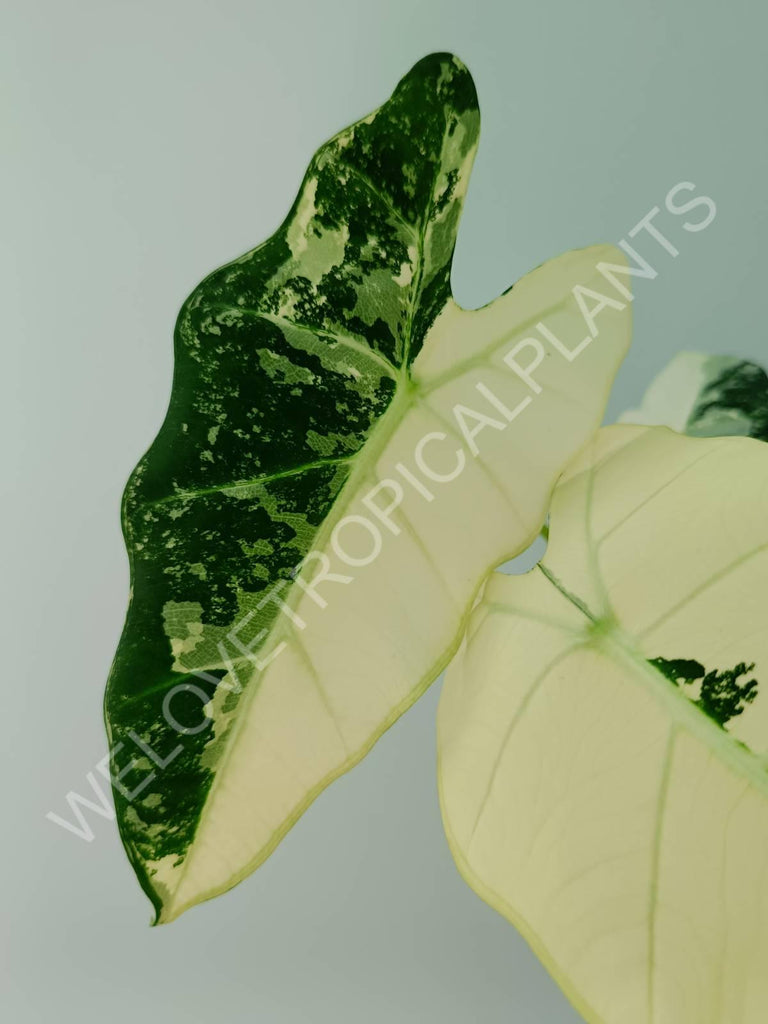 Alocasia micholitziana frydek variegata