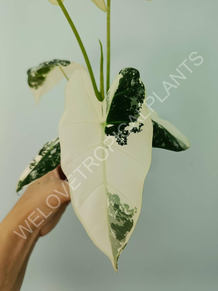 Alocasia micholitziana frydek variegata