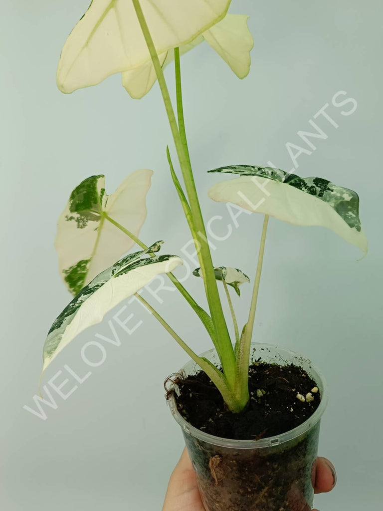 Alocasia micholitziana frydek variegata