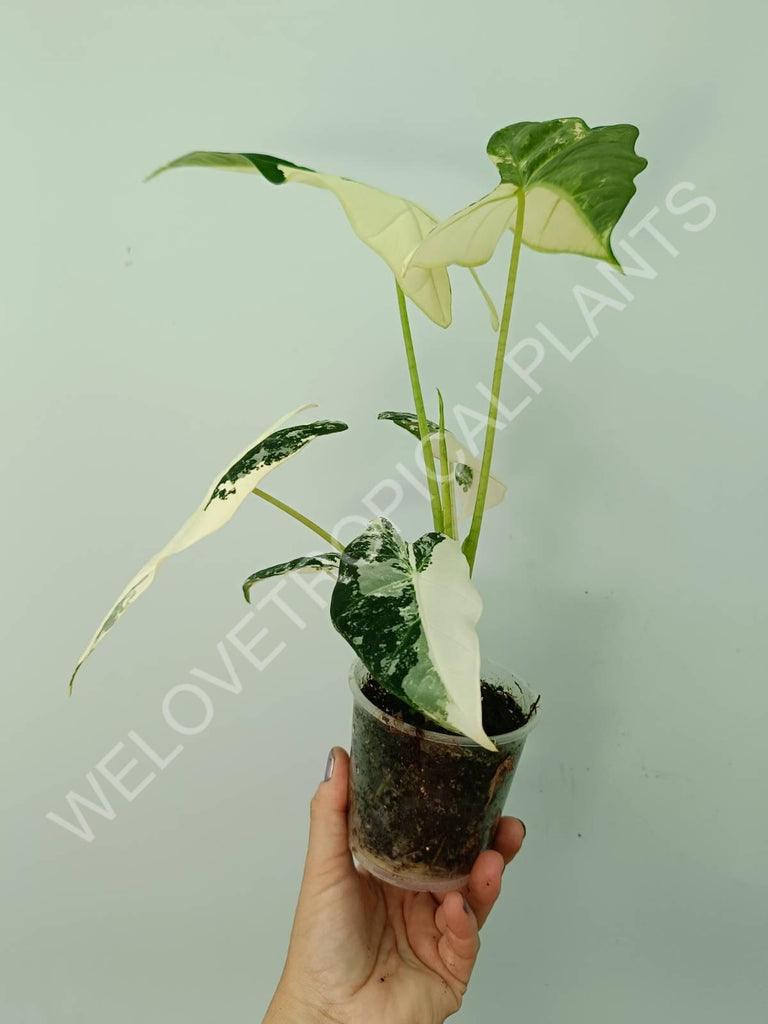 Alocasia micholitziana frydek variegata