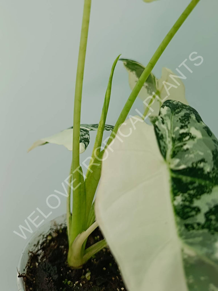 Alocasia micholitziana frydek variegata