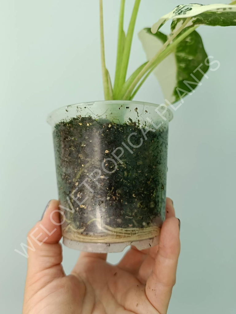 Alocasia micholitziana frydek variegata