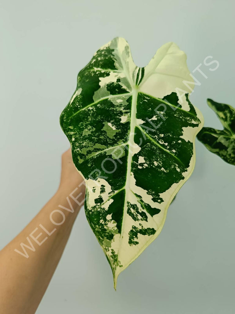 Alocasia micholitziana frydek variegata