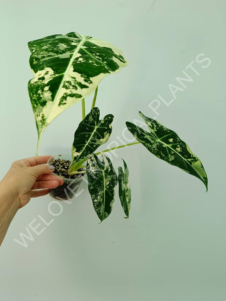 Alocasia micholitziana frydek variegata