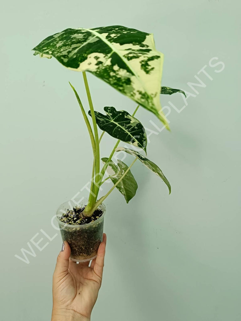 Alocasia micholitziana frydek variegata