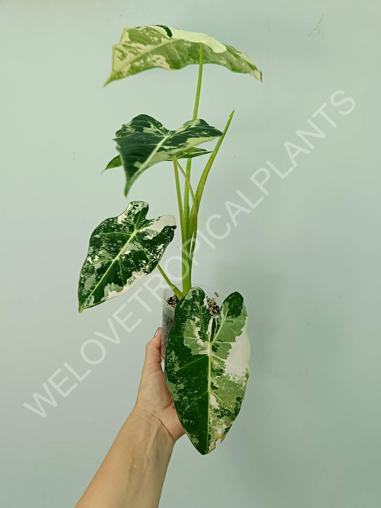 Alocasia micholitziana frydek variegata